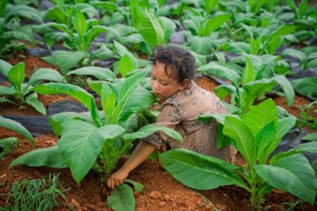 知识产权助力&nbsp;让雪莲果更甜