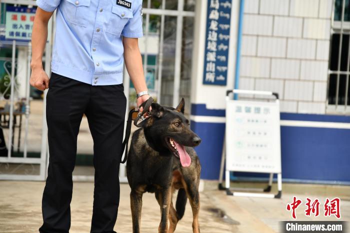 云南西双版纳:警犬协助民警查毒23公斤 图为警犬“咖啡”。 周憬 摄