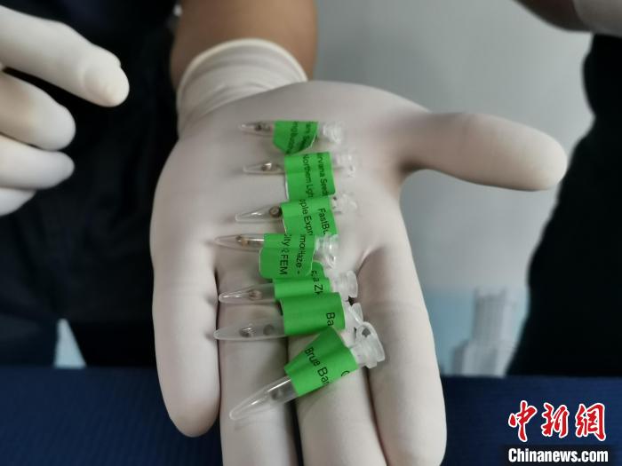 图为北京邮局海关查获的大麻种子。　孟晨 摄