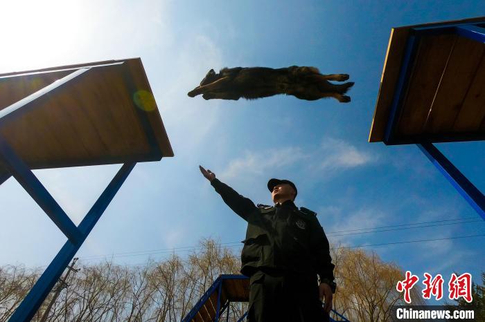 警犬按照训导员指令，顺利跃过断桥障碍。　郑博文 摄