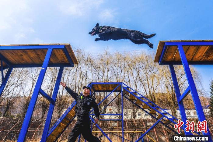 警犬按照训导员指令，顺利跃过断桥障碍。　郑博文 摄
