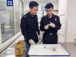 同比增长210.98% 去年上海海关截获外来物种255种次