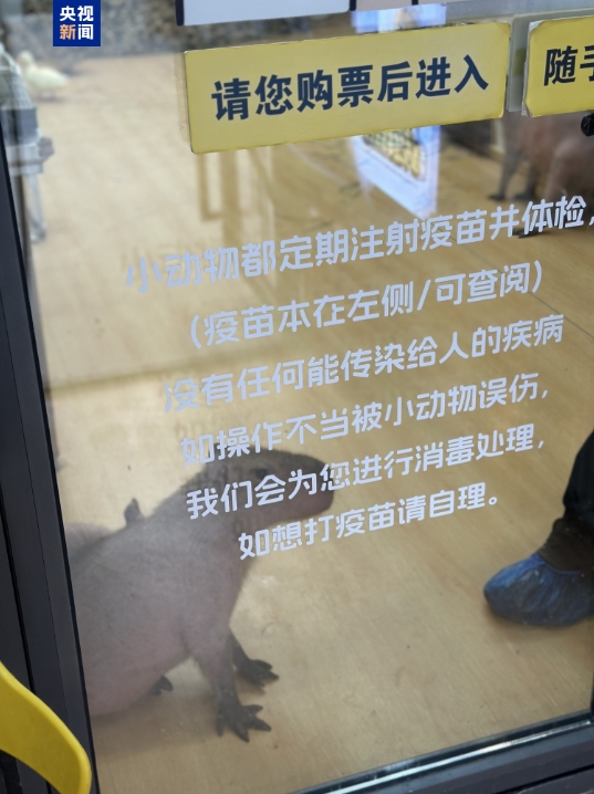 卡皮巴拉、羊驼入驻商场、写字楼 究竟暗藏哪些隐患?