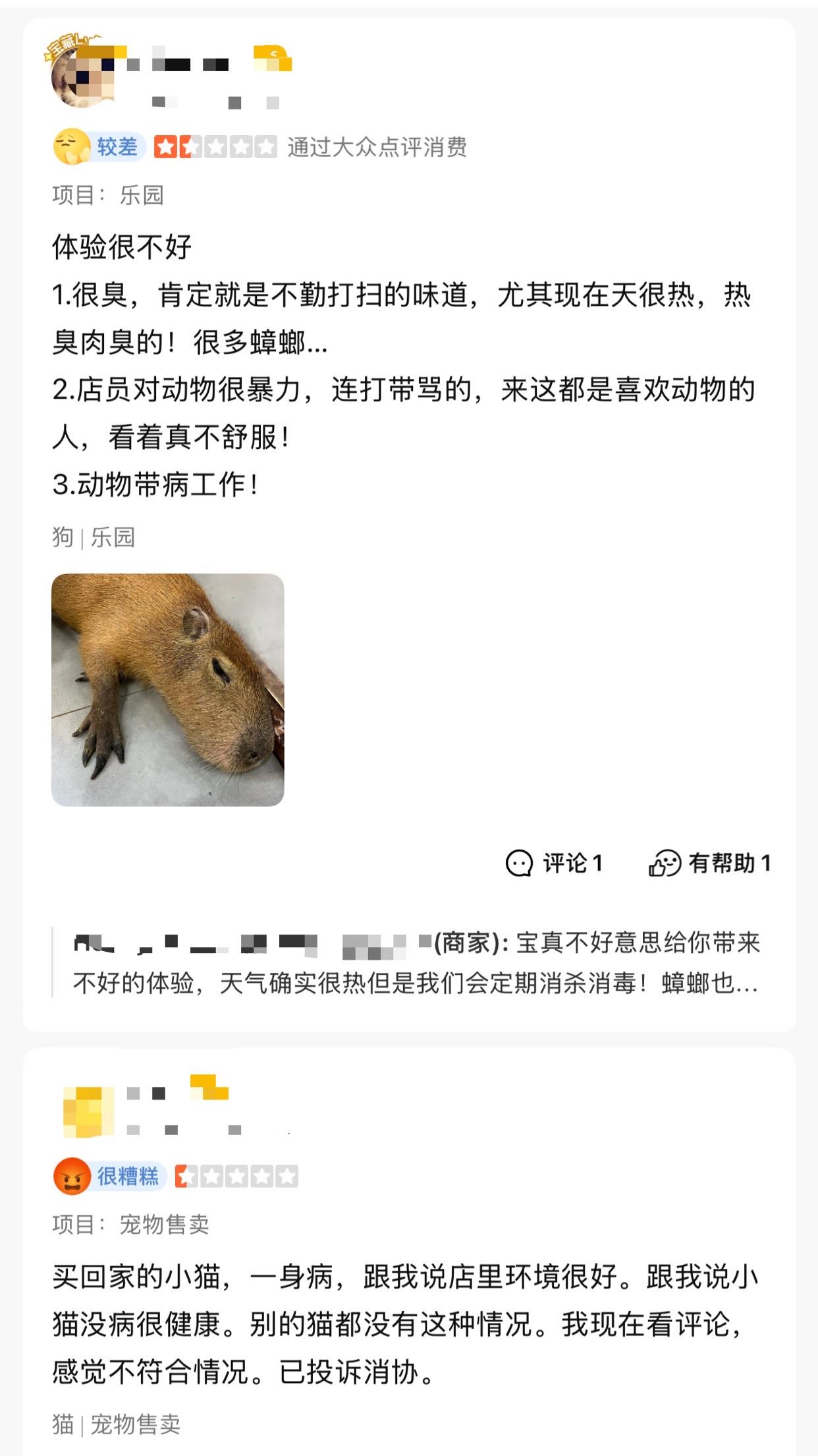 卡皮巴拉、羊驼入驻商场、写字楼 究竟暗藏哪些隐患?