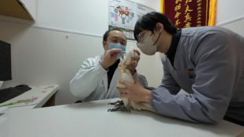 新华视点·关注宠物经济｜宠物医疗为何频现“糊涂账”？