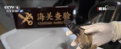 暑期出境旅游需注意：这些“纪念品”千万别带回国！